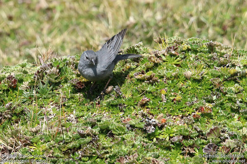 Phrygile gris-de-plomb mâle adulte, habitat, marche