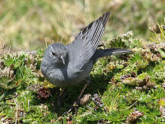 Plumbeous Sierra Finch