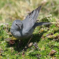 Phrygile gris-de-plomb