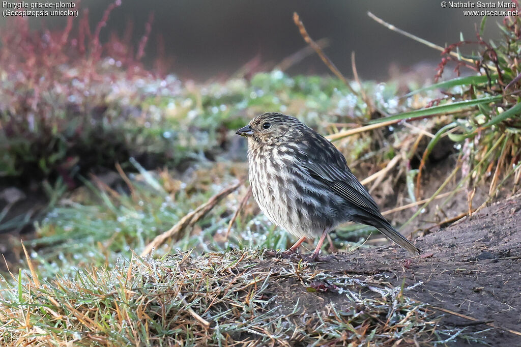 Phrygile gris-de-plomb