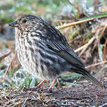 Phrygile gris-de-plomb