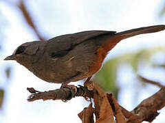 Abyssinian Catbird