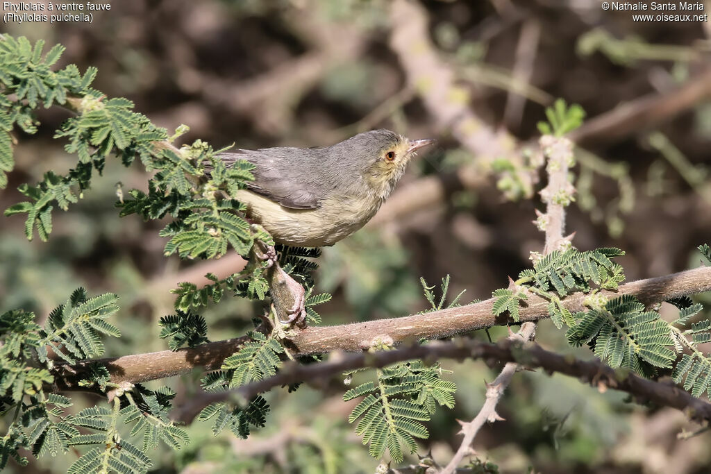 Buff-bellied Warbleradult, identification, habitat, fishing/hunting