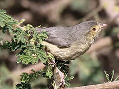 Buff-bellied Warbler