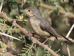 Buff-bellied Warbler