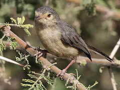 Buff-bellied Warbler