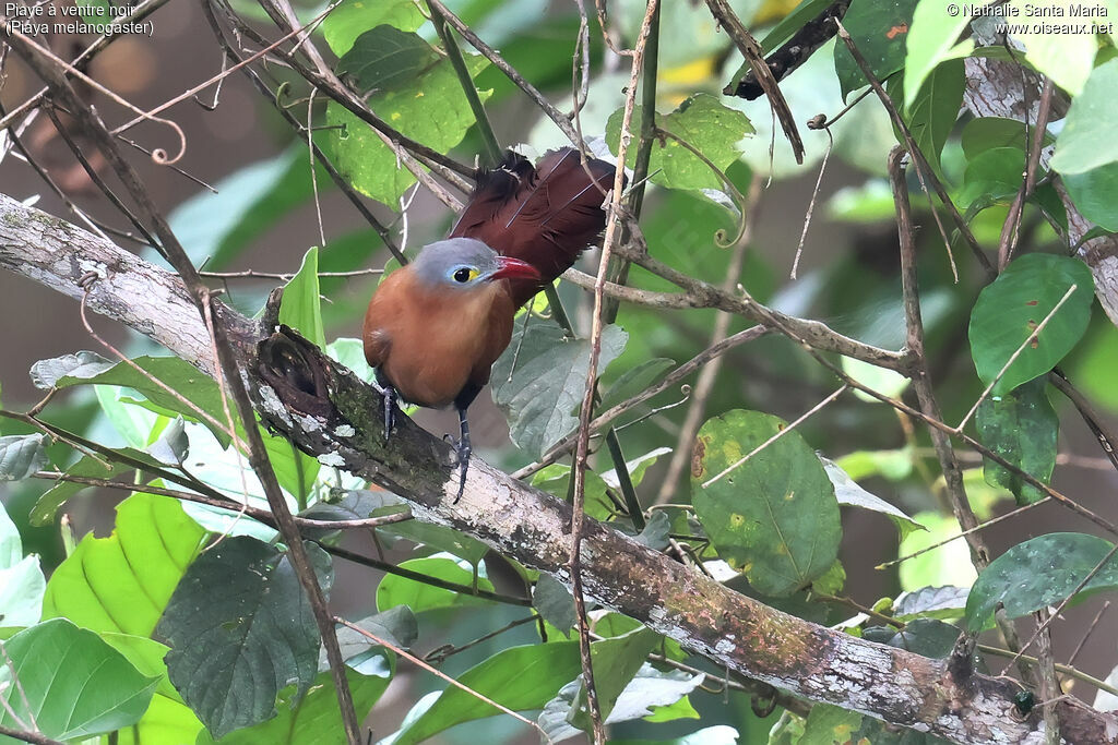Piaye à ventre noir