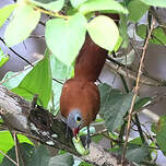 Piaye à ventre noir