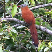 Piaye à ventre noir