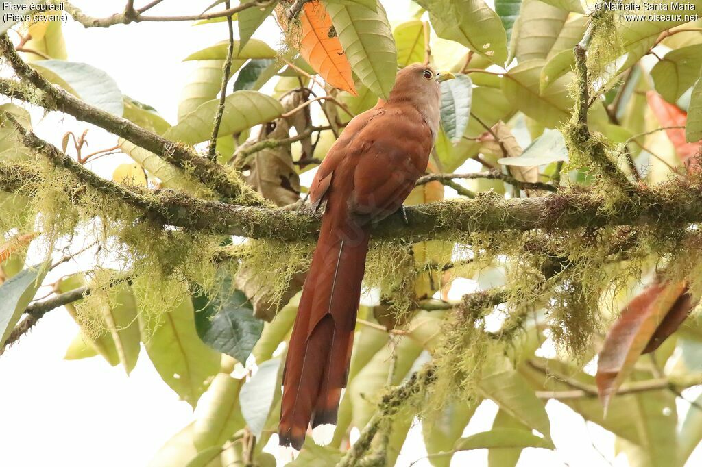 Piaye écureuiladulte, identification