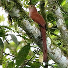 Piaye écureuil