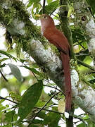 Squirrel Cuckoo