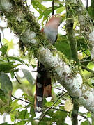 Squirrel Cuckoo