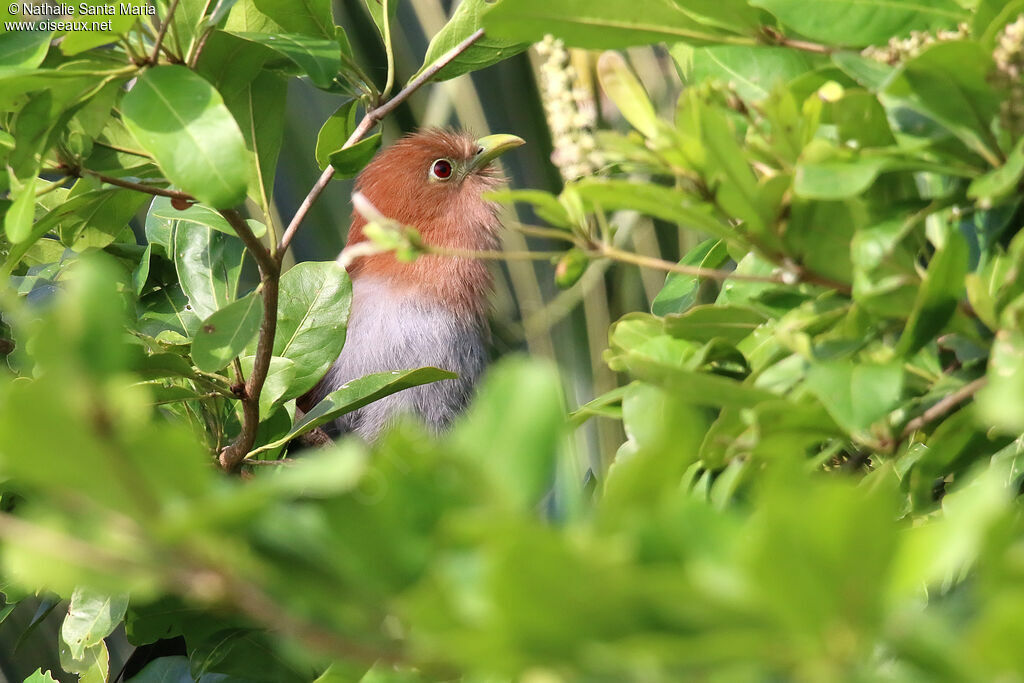 Piaye écureuiladulte, habitat