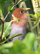 Squirrel Cuckoo