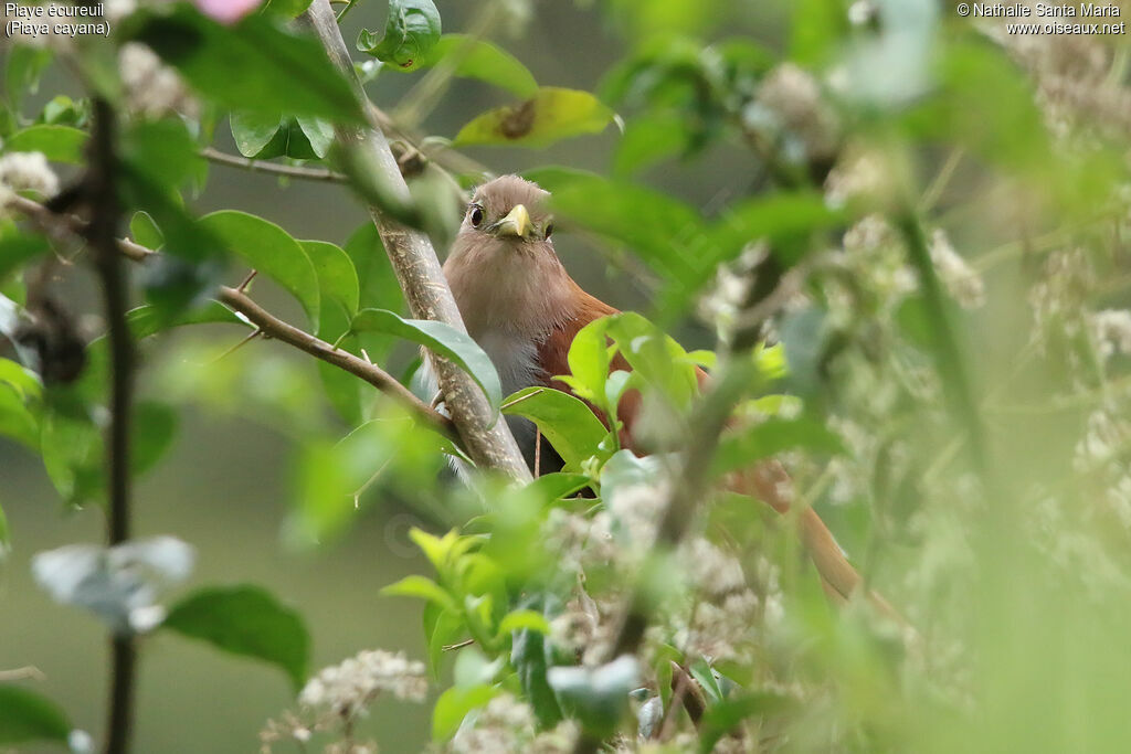 Piaye écureuiladulte, identification