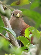 Squirrel Cuckoo