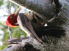 Pale-billed Woodpecker