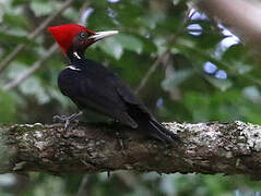 Pale-billed Woodpecker