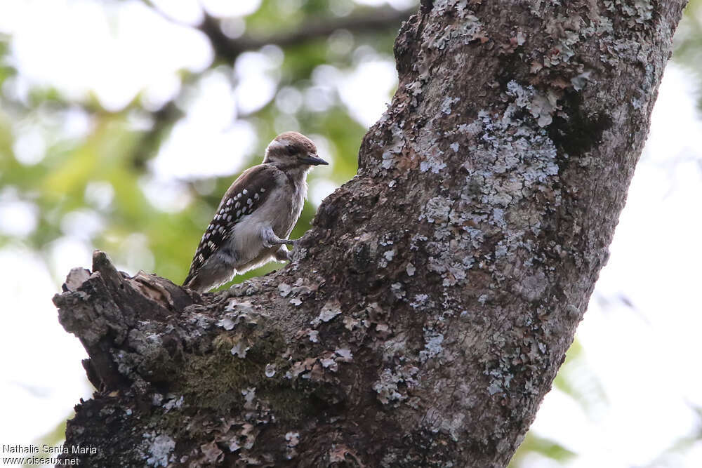 Brown-backed Woodpecker female adult, habitat, pigmentation, fishing/hunting