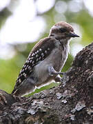 Brown-backed Woodpecker