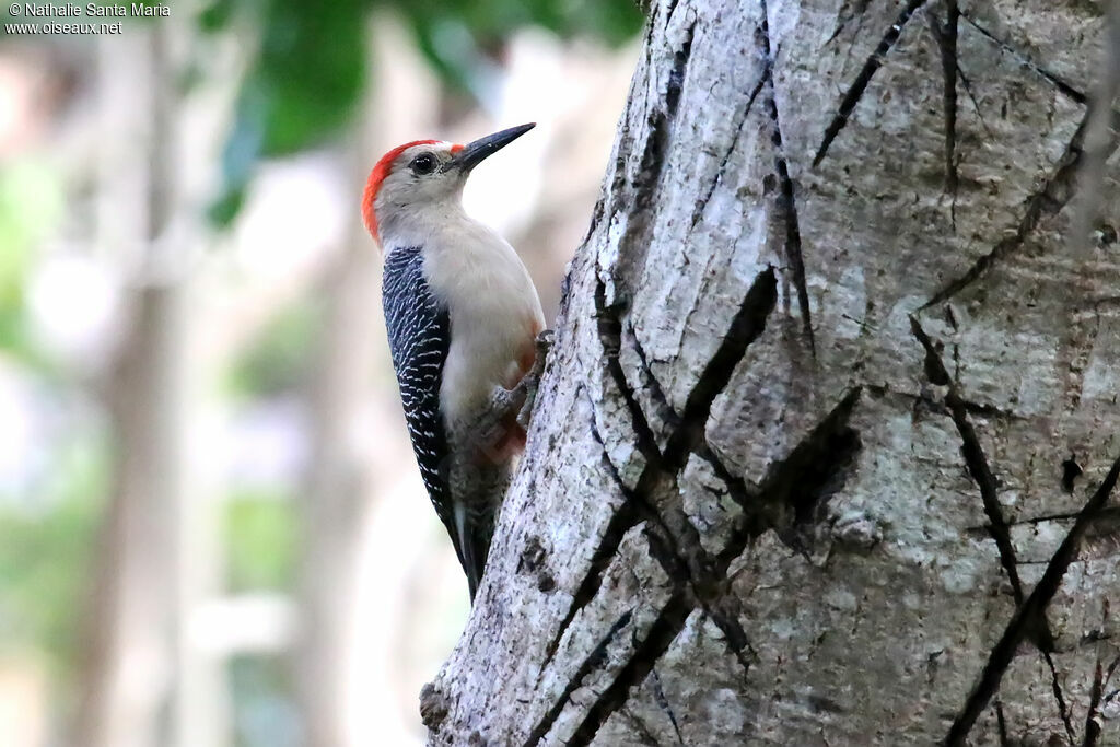 Golden-fronted Woodpeckeradult, identification