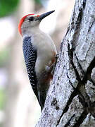 Golden-fronted Woodpecker