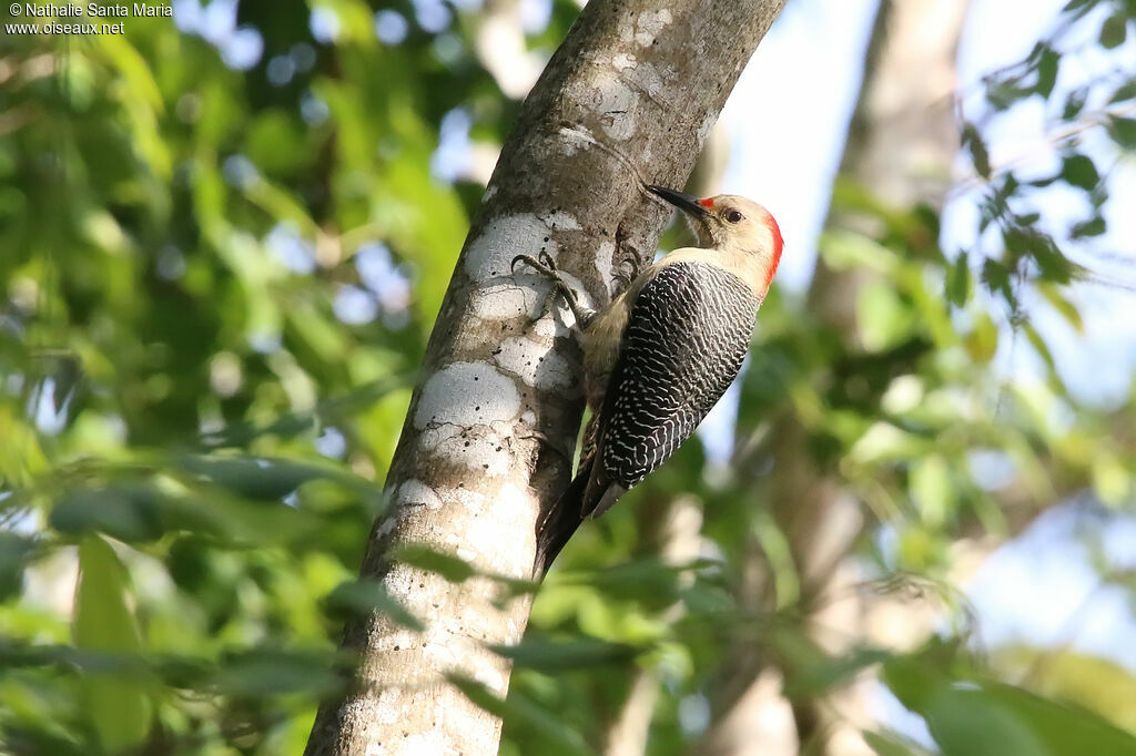 Golden-fronted Woodpecker female adult, identification