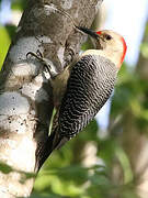 Golden-fronted Woodpecker