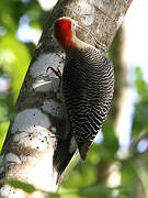 Golden-fronted Woodpecker