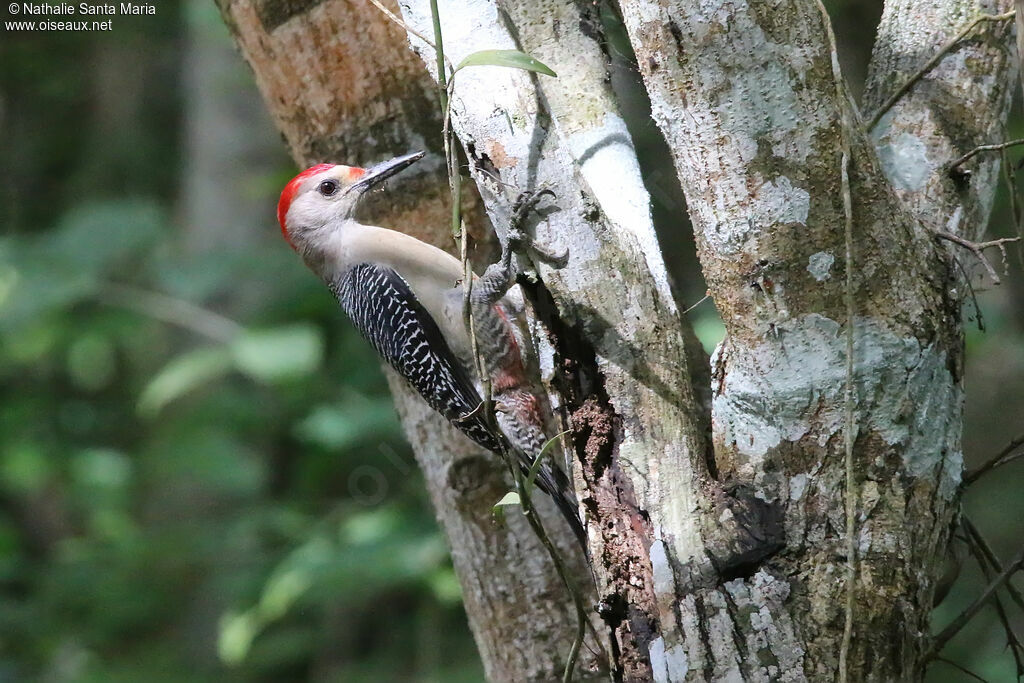 Golden-fronted Woodpecker male adult, identification