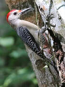 Golden-fronted Woodpecker