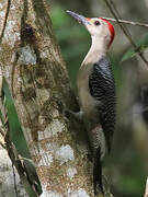 Golden-fronted Woodpecker