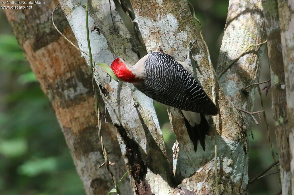 Golden-fronted Woodpecker male adult, identification