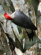 Golden-fronted Woodpecker