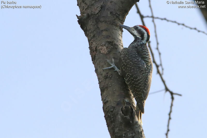 Bearded Woodpecker male adult, identification, habitat