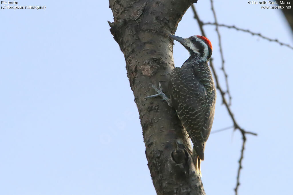 Bearded Woodpecker male adult, identification, habitat