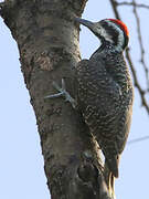 Bearded Woodpecker