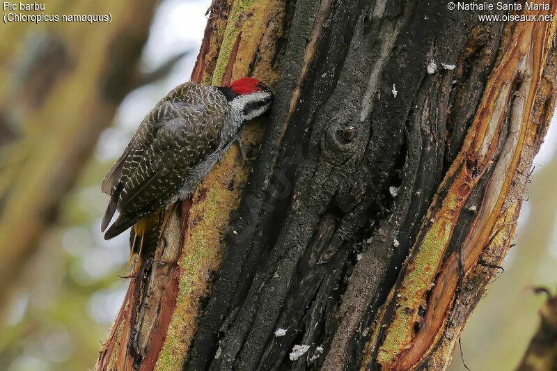 Bearded Woodpecker male adult, identification, habitat, Behaviour