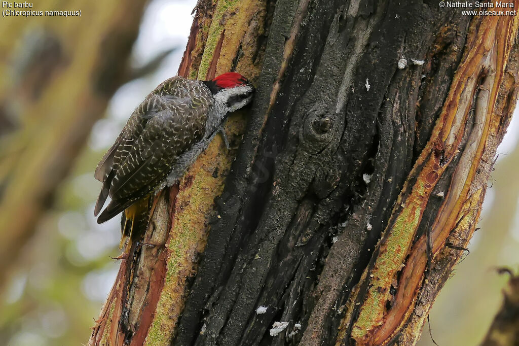 Bearded Woodpecker male adult, identification, habitat, Behaviour