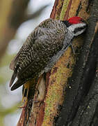 Bearded Woodpecker