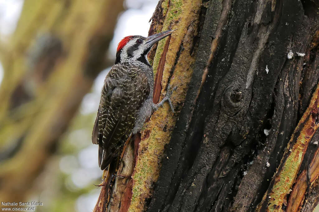 Bearded Woodpecker male adult, identification