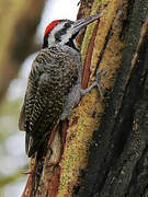 Bearded Woodpecker