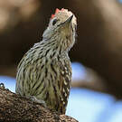 Pic cardinal