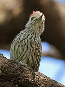 Cardinal Woodpecker