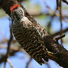 Pic cardinal