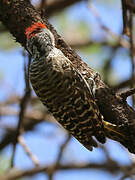 Cardinal Woodpecker