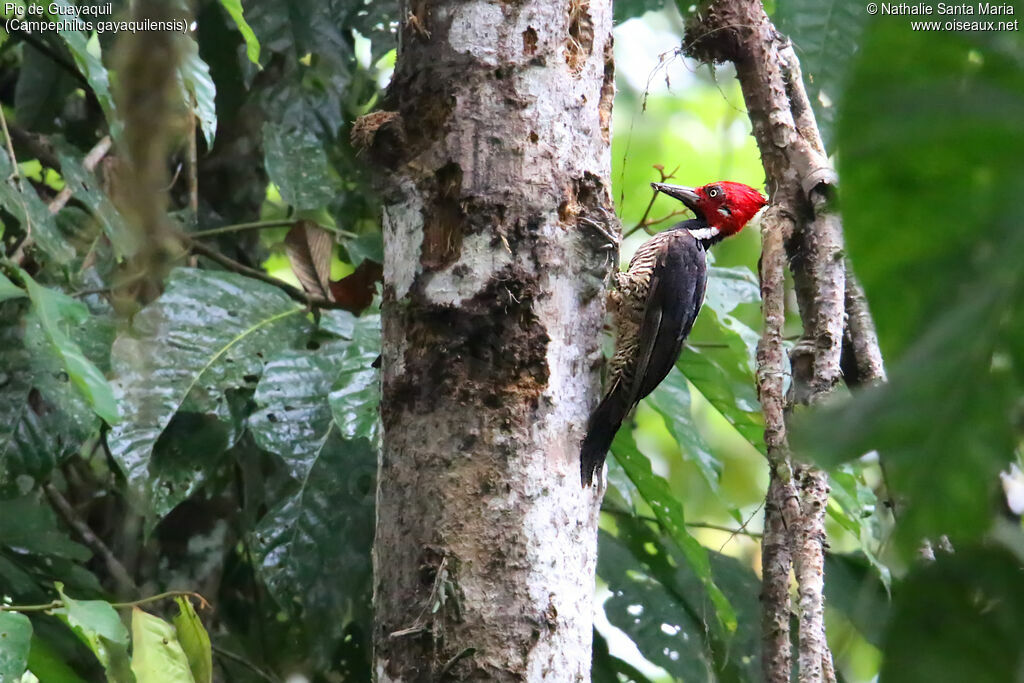 Pic de Guayaquil mâle adulte, identification