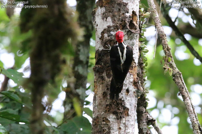 Guayaquil Woodpecker male adult, identification
