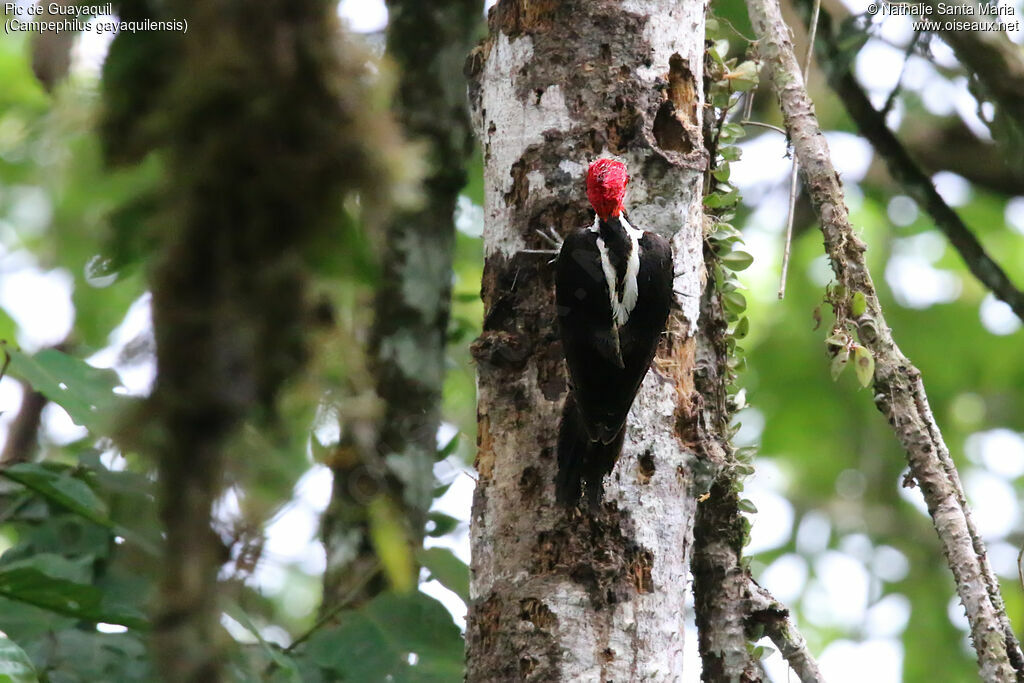 Guayaquil Woodpecker male adult, identification